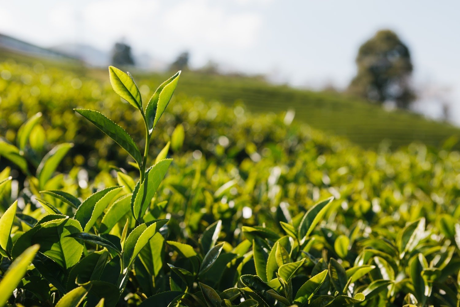 long jing dragon well tea