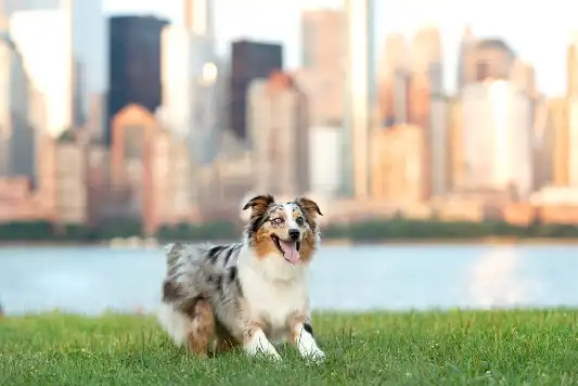 sheltie puppies for sale under $500