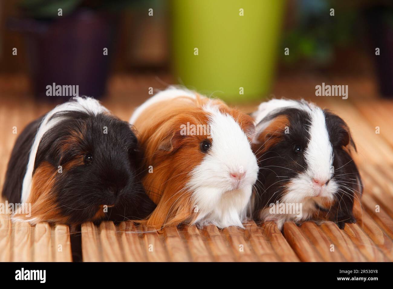 shelties guinea pigs